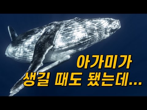 ?고래에겐 왜 아가미가 진화하지 않았을까?｜물에 산 지 4,800만 년이나 됐는데…