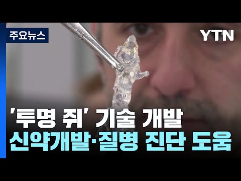 [과학 한스푼] 투명인간 아닌 '투명 쥐'...신약 테스트·질병 진단에 도움 / YTN